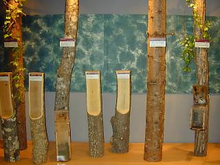 木の展示の写真