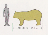 クマの大きさの画像