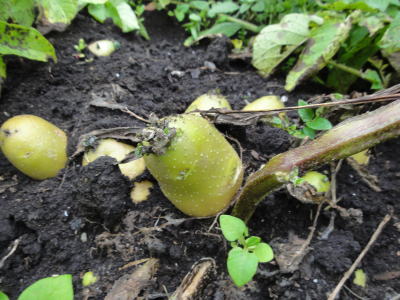 緑になったイモの写真