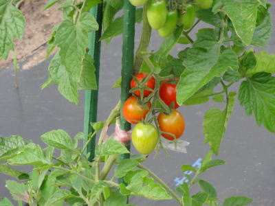 トマトの写真3