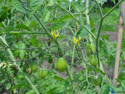 トマトの写真4