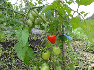 トマトの写真5